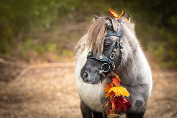 Shetland Pony sucht, Adriane Schmedemann Reitschule, Pferd kaufen, Schonstett 