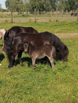 Shetland Pony - Süßes Stutfohlen, Dietmar Heinelt, Pferde kaufen & verkaufen, Osternienburger Land