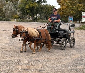 Shetlandpony Gespann
