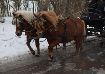 Shetlandpony Gespann