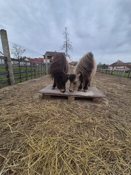 Shetlani Pónik, Niki, Pferd kaufen, Tura