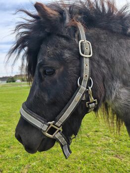 Shetty Hengst, Shetlandpony