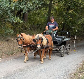 Shetlandpony Gespann, Christian Blosfeld, Pferd kaufen, Sangerhausen 