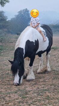 Shetlandpony, Harz Nadja, Pferd kaufen, Schiffweiler