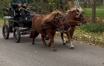 Shetlandpony Stute, Christian Blosfeld, Pferd kaufen, Sangerhausen 