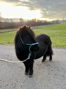Shetlandpony Stute Shetty, Mia Nele Weiß, Horses For Sale, Leutkirch 
