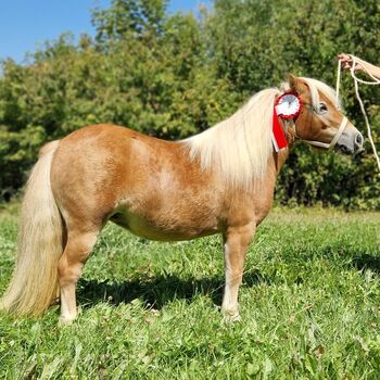 Shetlandponys aus eigener Zucht, Caroline Schär, Pferd kaufen, Röthenbach bei Hb