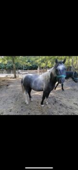 Shetlanders, Eric Hendrickx, Horses For Sale, Eger