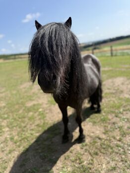 Shetland Pony // Kinderpferd // Fahrpony