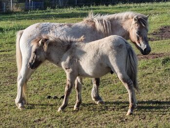Tolle Hengstfohlen Shetlandpony in Sonderfarben