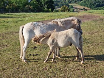 Tolle Hengstfohlen Shetlandpony in Sonderfarben, Nadine  (Shettyzucht Frechdachs ), Horses For Sale, Heringen