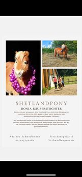 Shetland Pony sucht