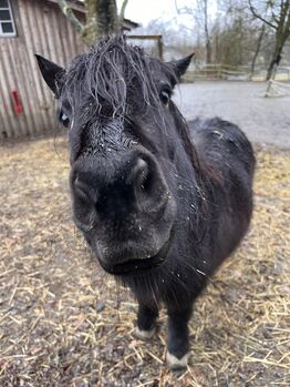 Shetlandpony Stute Shetty