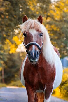 Shettystute Sissi sucht neues Zuhause, Sarah , Horses For Sale, Poppenhausen