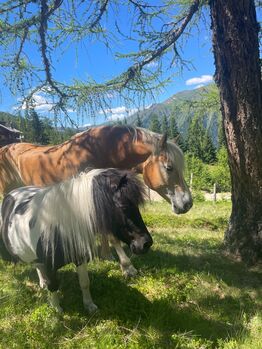 Shettlandpony, Anna Mayr, Pferd kaufen, St.Michael