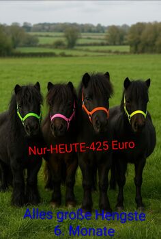 Shetty 30 Stück ab 425, Manuel, Horses For Sale, Andervenne 