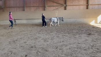 Shetty Bub