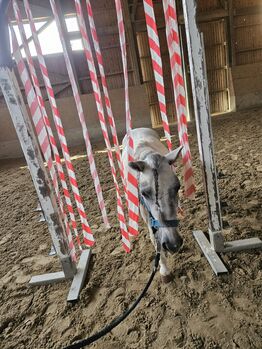Shetty Bub