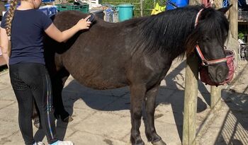 Shetty/ Kinderpony/Therapiepony/Stute