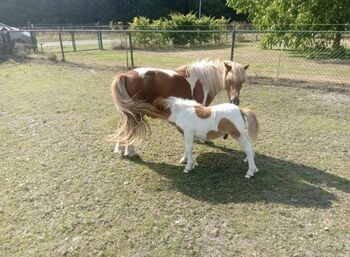 Shetty+Fohlen+Tragend2026 Appaloosa