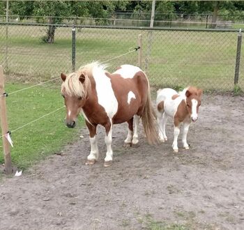Shetty+Fohlen+Tragend2026 Appaloosa, Manuel , Pferd kaufen, Andervenne 