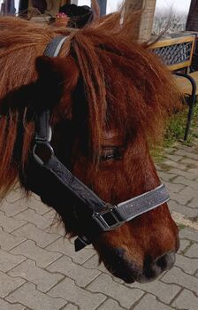 Shetty Halfter grau Glitzer, Franzi, Halfter, Ebsdorfergrund