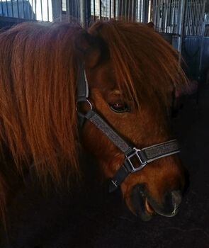 Shetty Halfter grau Glitzer