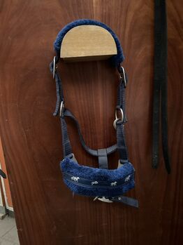 Shetty Halfter zuverkaufen, Laura, Halters, Rheine
