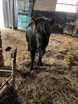 Shetty Hengst, Jana, Horses For Sale, Linda bei Neustadt an der Orla