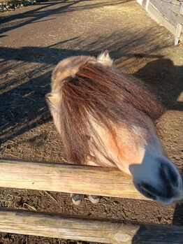 Shetty Hengst, Wiester , Horses For Sale, Eitting