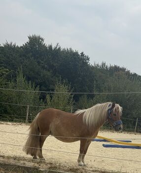 Shetty Karl