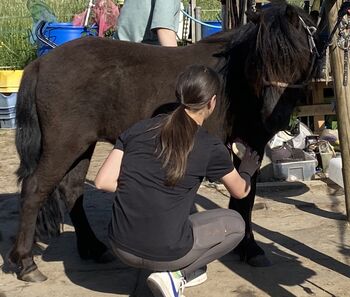 Shetty/ Kinderpony/Therapiepony/Stute, Linn, Horses For Sale, Koblenz