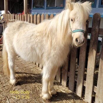 Shetty-Stute 3jährig, Dietrich Klaus, Horses For Sale, Himmelstadt