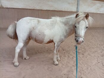 Shettystute zu verkaufen, Bianca Fath , Horses For Sale, Höheischweiler 
