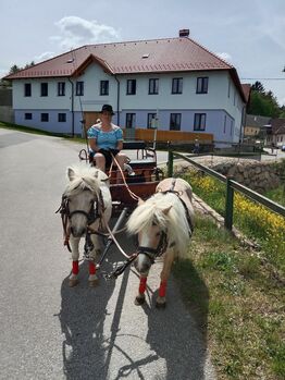 Shetty Stuten Gespann, Katja Peherstorfer, Horses For Sale, Großschönau