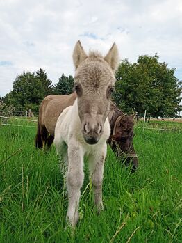 Shetty Stute mit Fohlen shetland Pony