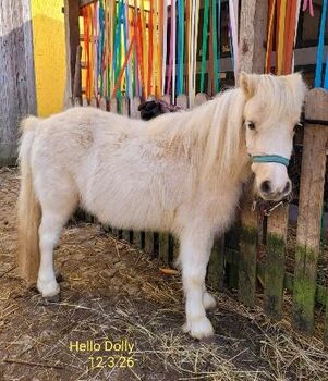 Shetty-Stute 3jährig