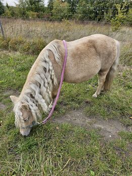 Shetty stute, Daline, Horses For Sale, Magdeburg 