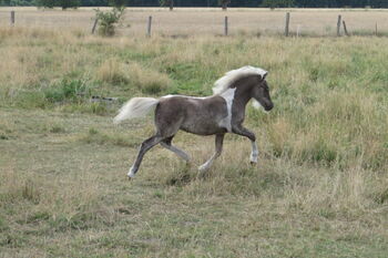 Shetty Stute,  Absetzer, Shetland Pony, Partbred Shetland Pony