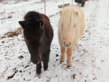 Shetty Stuten, Katja Peherstorfer, Horses For Sale, Großschönau