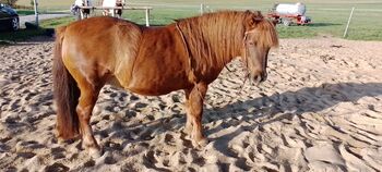 Shetty-Mix Stute, Stefanie Schmiedgen, Horses For Sale, Wachau