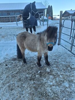 Shetty-Mix Stute, Lydia, Pferd kaufen, Bad Ischl