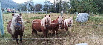 SHETTY Quartett (1 Wallach, 3 Stuten), Danny, Horses For Sale, Biasca Stazione
