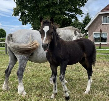 Shetty*s 35 Stück ab 475 Euro Zuchtaufgabe, Manuel, Pferd kaufen, Andervenne