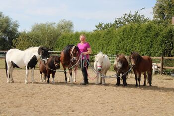 Shetty‘s suchen Pflege- und/oder Reitbeteiligung, Birgit Ahlers, Reitbeteiligungen, Schürensöhlen 
