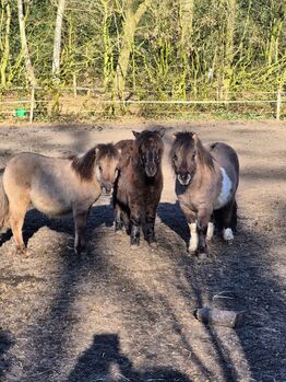 Shettyhengste!!!, Kerstin , Horses For Sale, Bakum