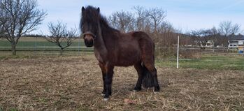 Shetty Wallach, 5 jährig, Katharina , Horses For Sale, Rechnitz