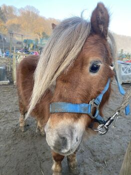 Shetty Wallach Kinderpony/Kutschpony, Alina , Pferd kaufen, Koblenz