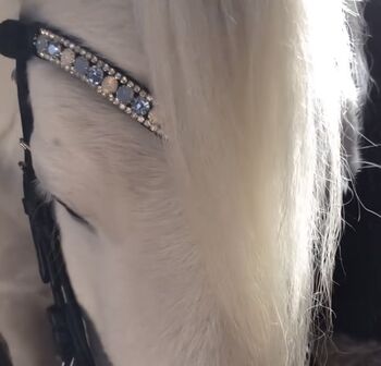 Shetty Stirnriemen Cavoux *neuwertig* Cavoux Horsefashion