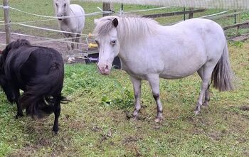 Shettypartpredstute few Spot wegen Aufgabe günstig, Bianka Hoffmann , Horses For Sale, Apen